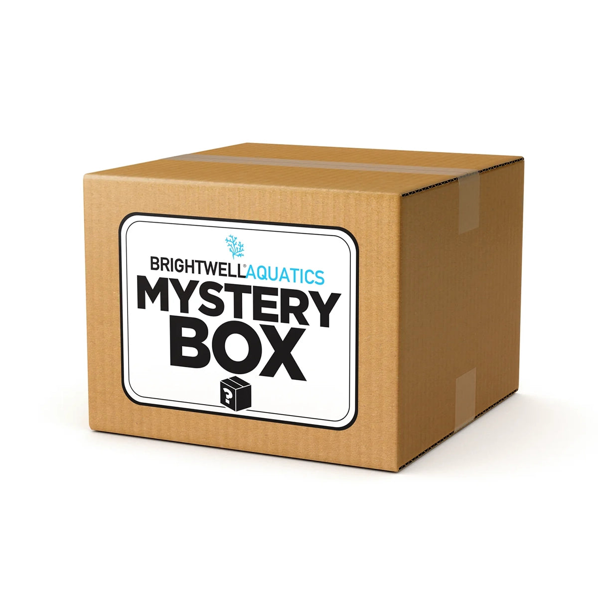 Saltwater Mystery Box #1
