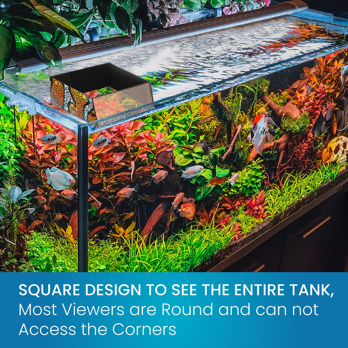 Top Down Viewer Clownfish - 8" panel