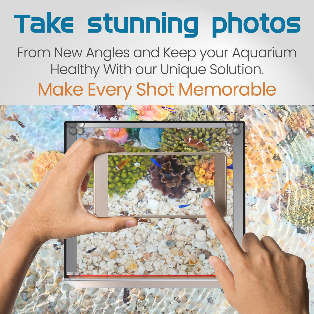 Top Down Viewer Clownfish - 8" panel