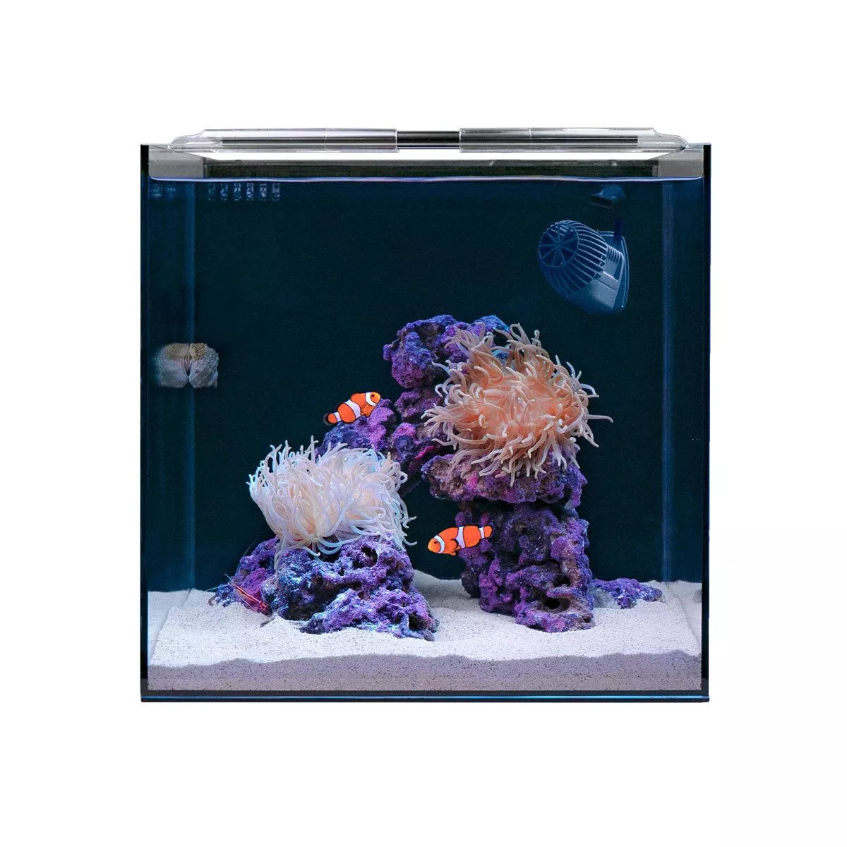 Clownfish & Anemone Aquarium Kit