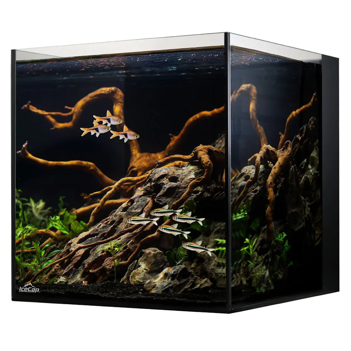 10 Gallon Cube AIO Rimless Glass Aquarium