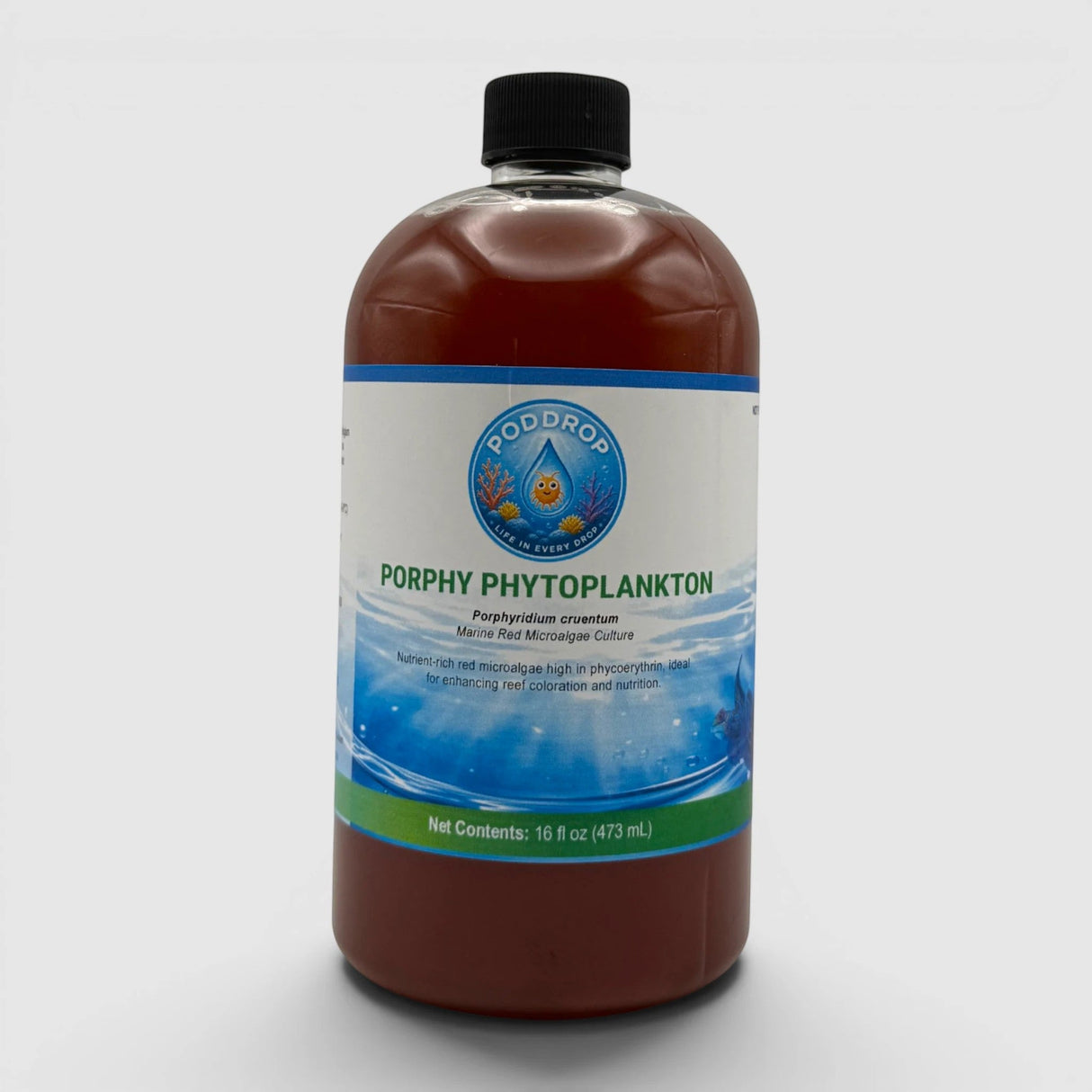 Porphyridium cruentum Phytoplankton Culture