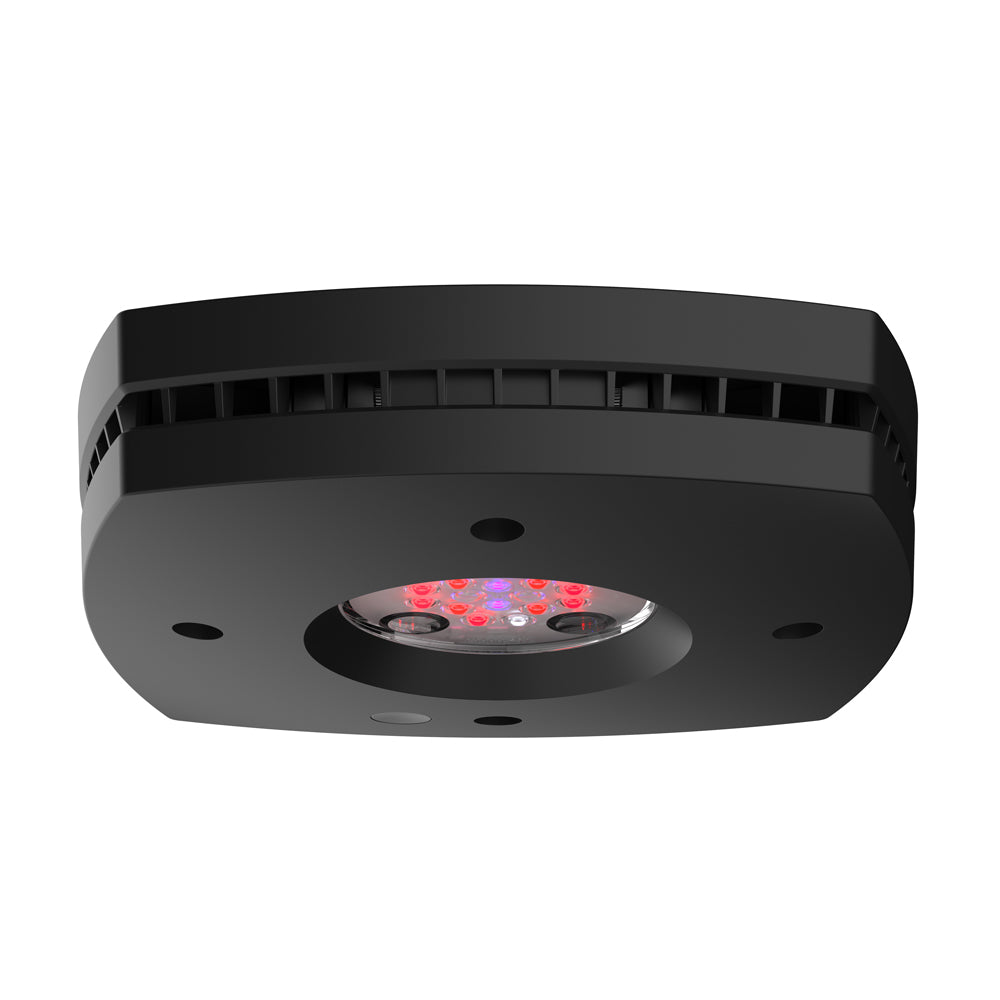 Prime 16 LED Fuge Light - Black Body
