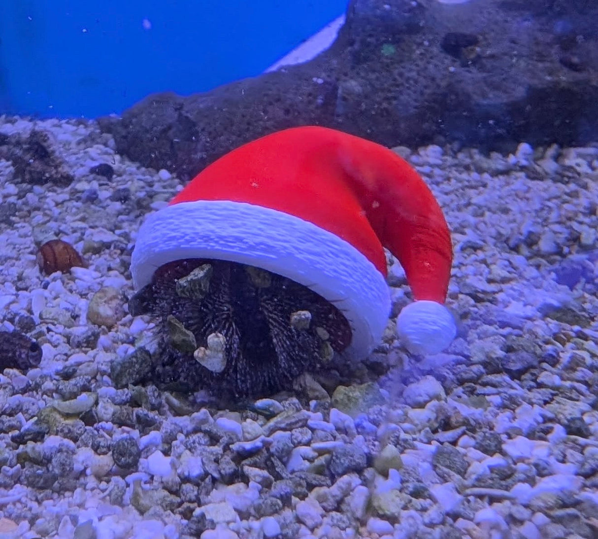 Printed Reef Christmas Sea Urchin Hats | Set of 3