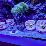 Mushroom Cage