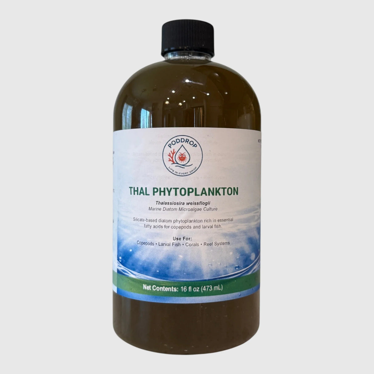 Thalassiosira weissflogii Phytoplankton Culture