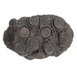 Hawaiian Black Ceramic Coral Frag Hub 10.0