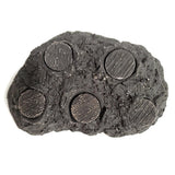 Hawaiian Black Ceramic Coral Frag Hub 5.0