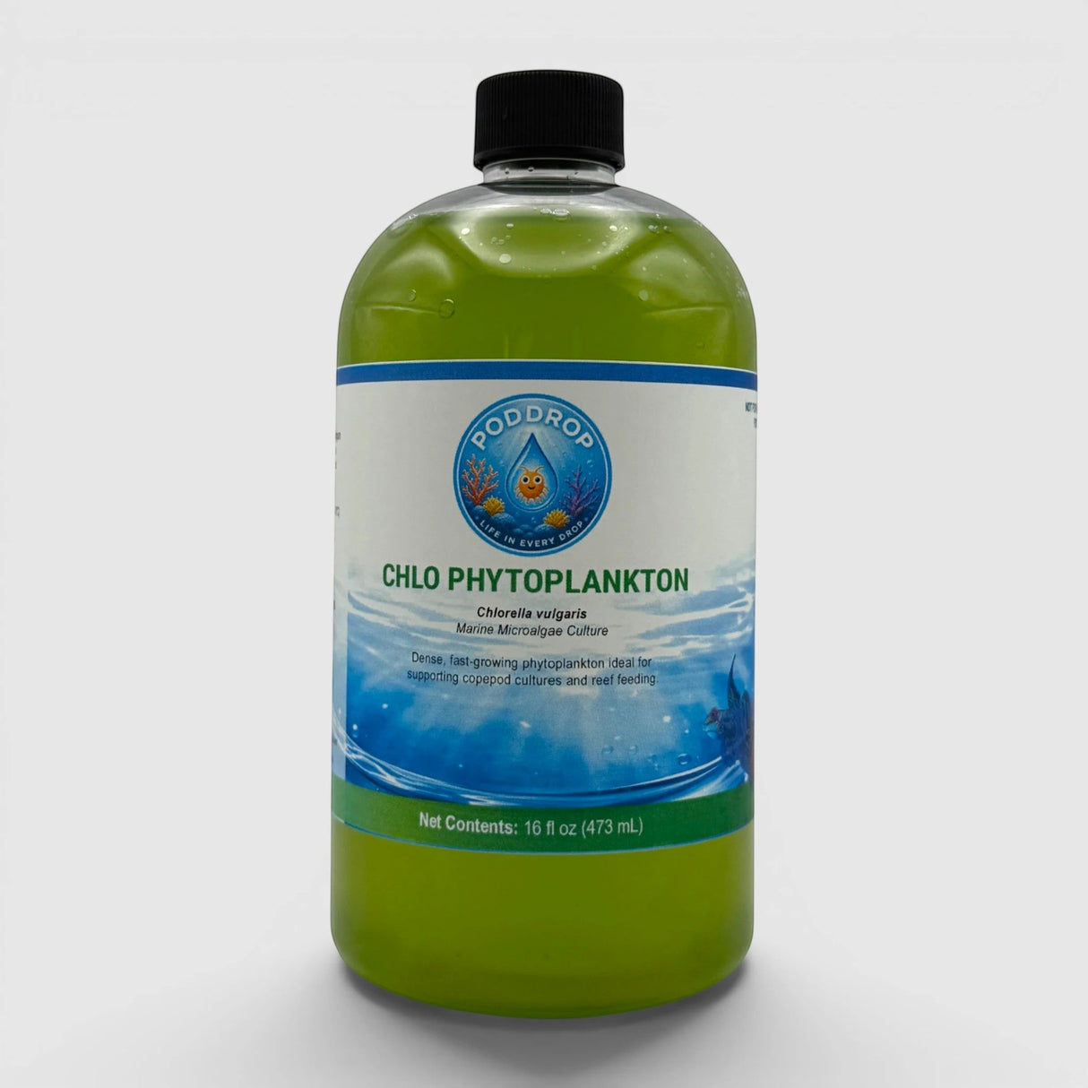 Chlorella vulgaris Phytoplankton Culture