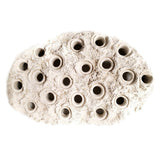 Natural White Ceramic Coral Frag Hub 20.0